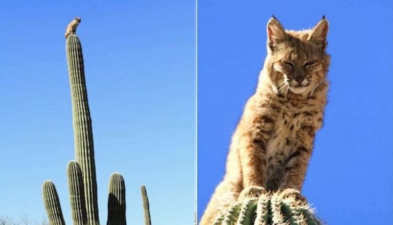 Majestic Desert Lynx In Its Natural Habitat Wallpaper