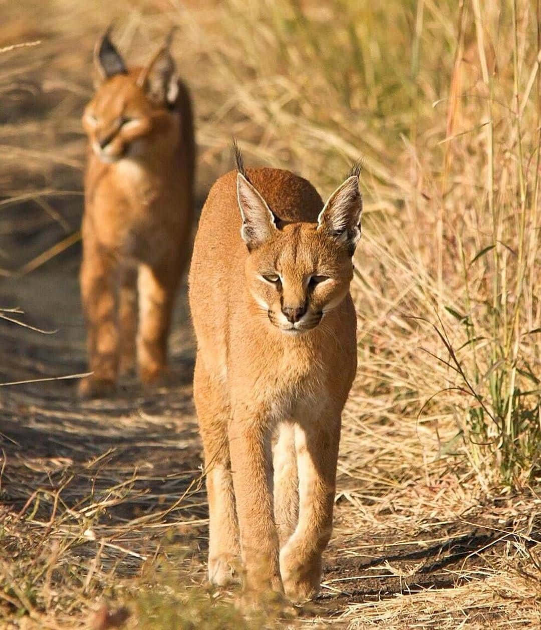 Majestic Desert Lynx In Its Natural Habitat Wallpaper