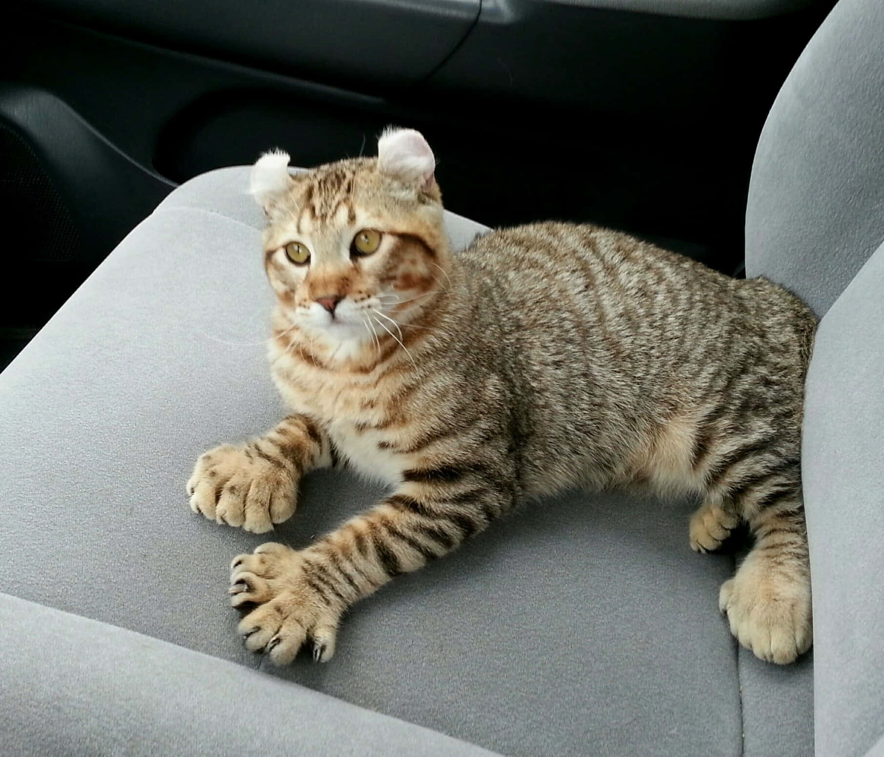 Majestic Desert Lynx Lounging In Its Habitat Wallpaper