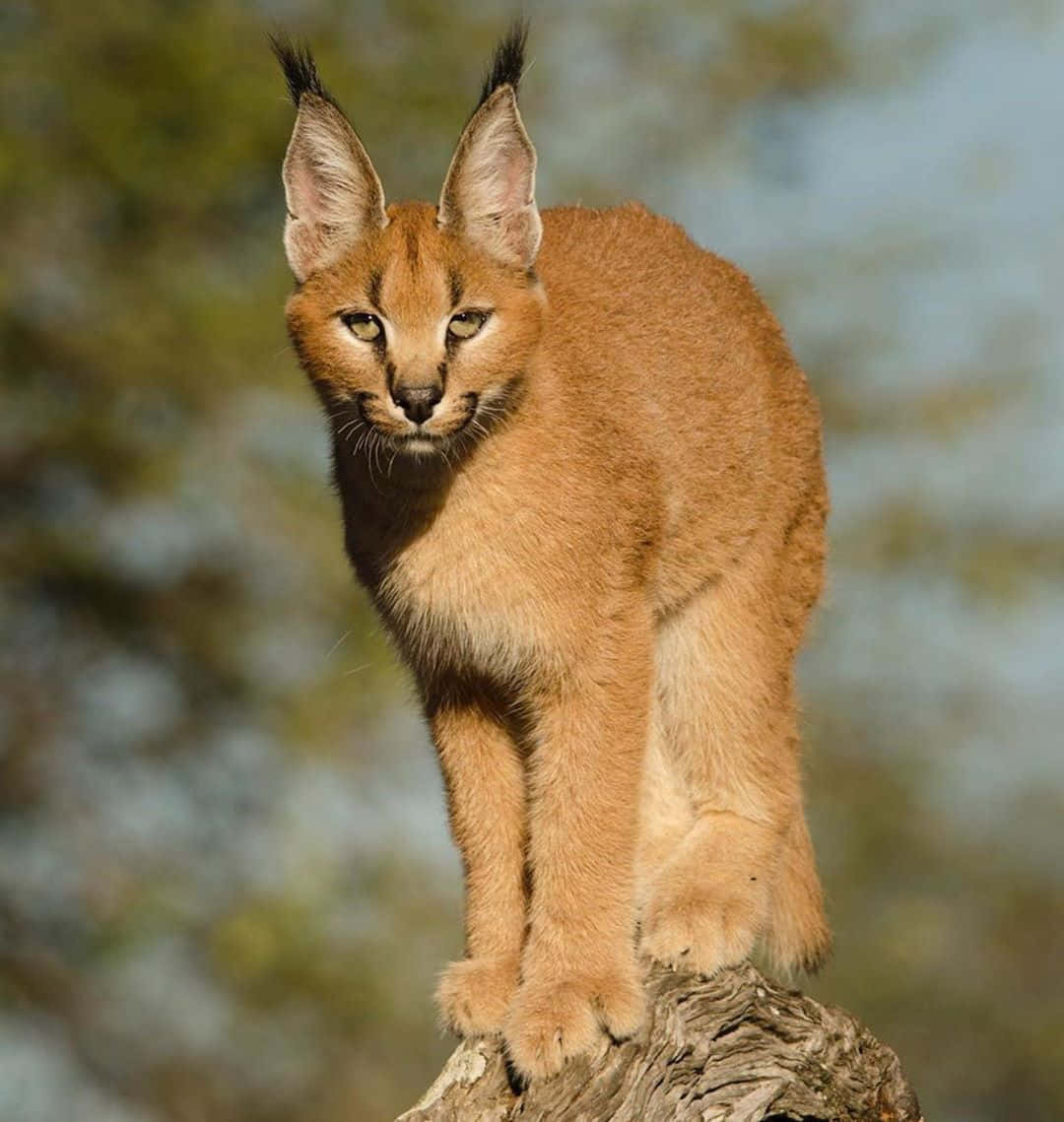 Majestic Desert Lynx On Golden Sands Wallpaper