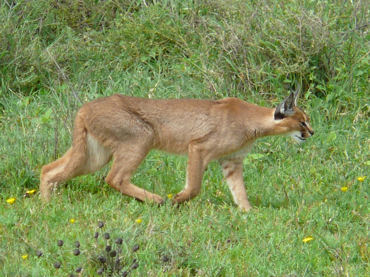 Majestic Desert Lynx Prowling In Its Habitat Wallpaper