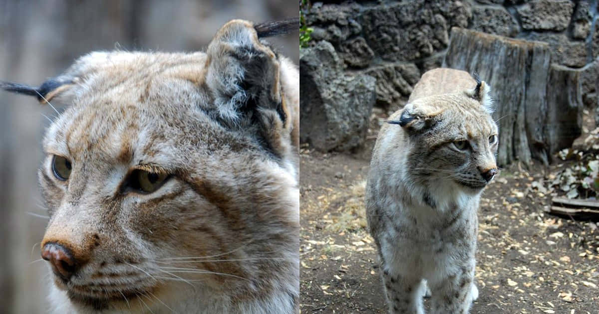 Majestic Desert Lynx Prowling In Its Natural Habitat Wallpaper