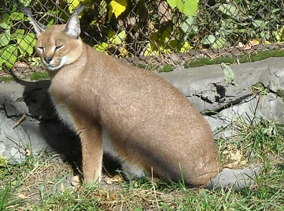 Majestic Desert Lynx Prowling In Its Natural Habitat Wallpaper