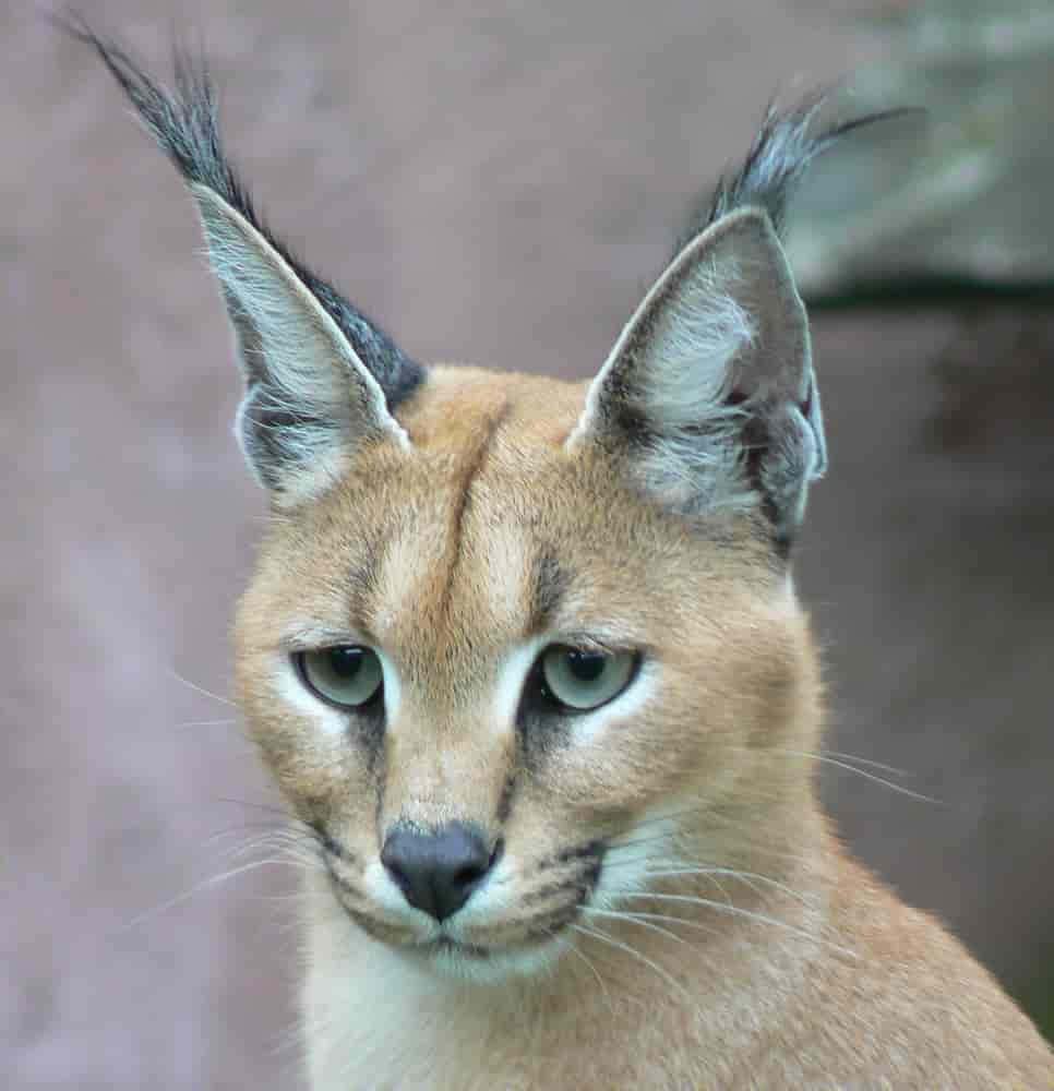 Majestic Desert Lynx Prowling In Its Natural Habitat Wallpaper