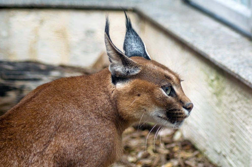 Majestic Desert Lynx Prowling In The Sand Wallpaper