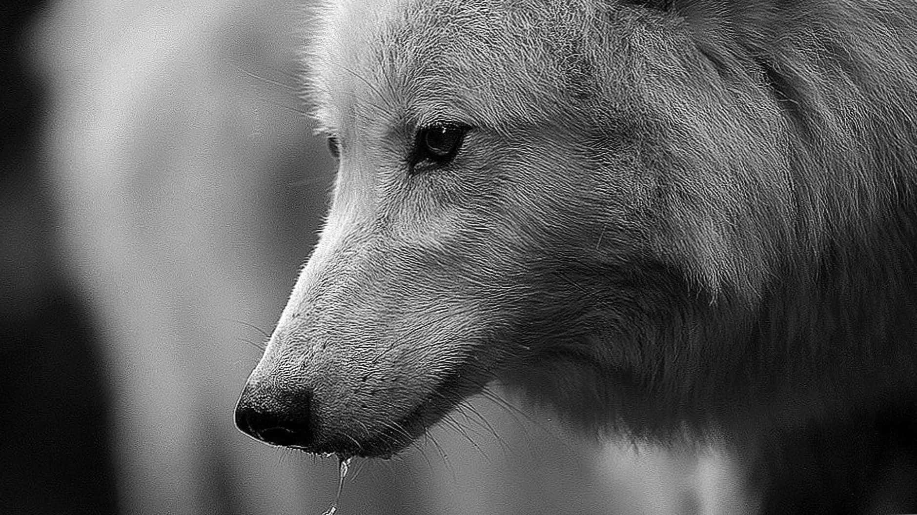 Majestic Dire Wolf Stands Guard In A Mysterious Forest Wallpaper