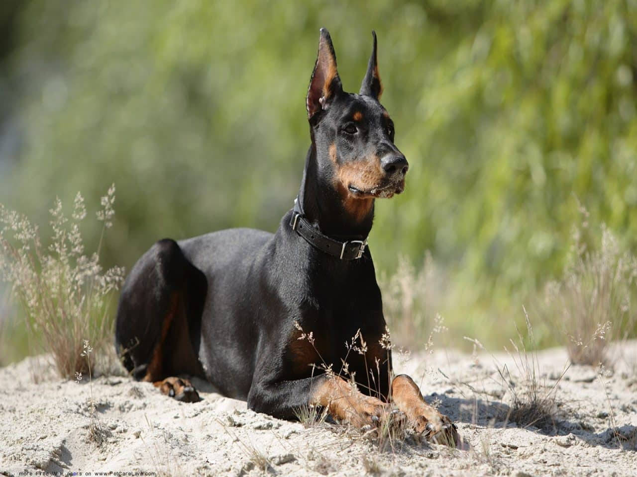 Majestic Doberman Pinscher Relaxing Outdoors Wallpaper