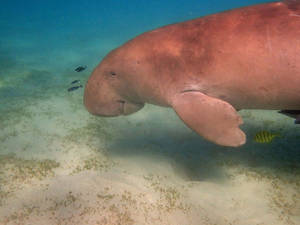 Majestic Dugong Grazing Seagrass In Vibrant Underwater Landscape Wallpaper