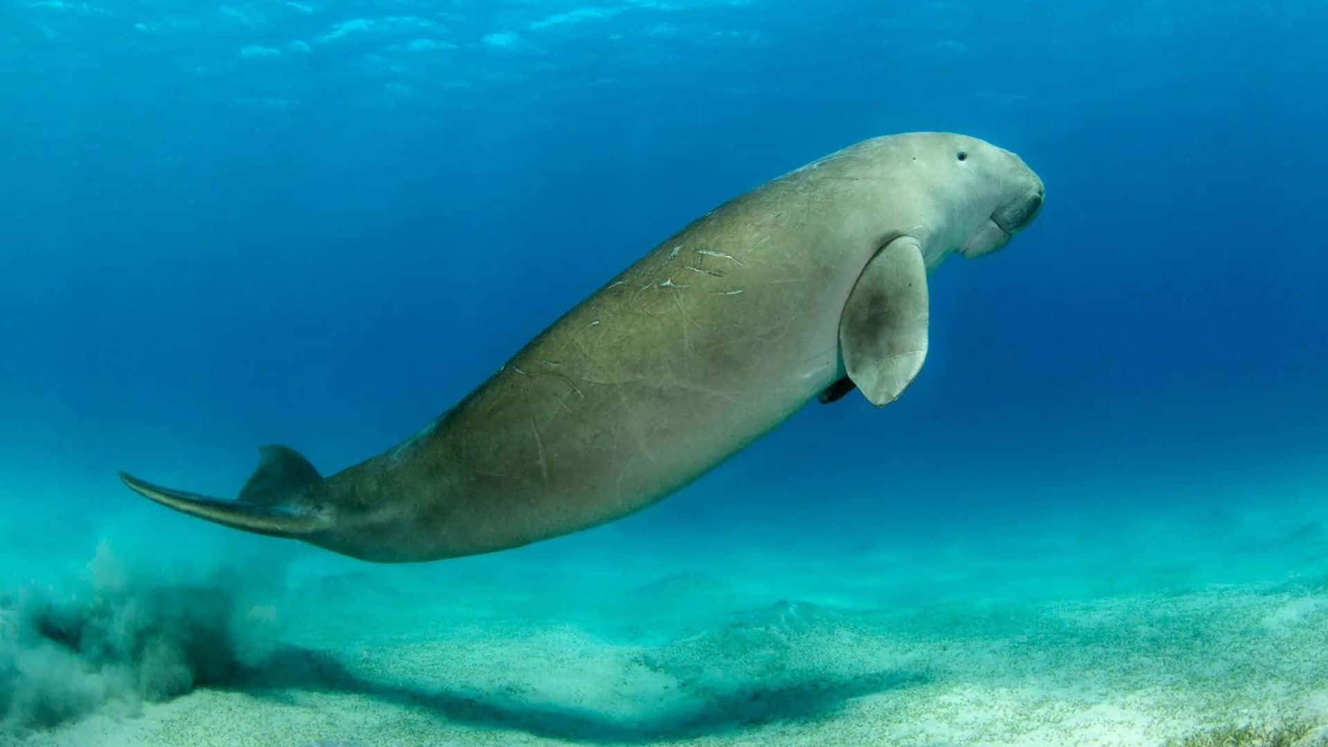 Majestic Dugong Grazing Underwater Wallpaper