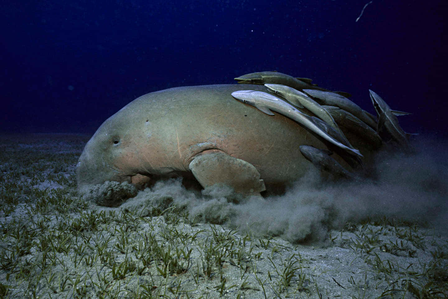 Majestic Dugong Swimming Gracefully Underwater Wallpaper