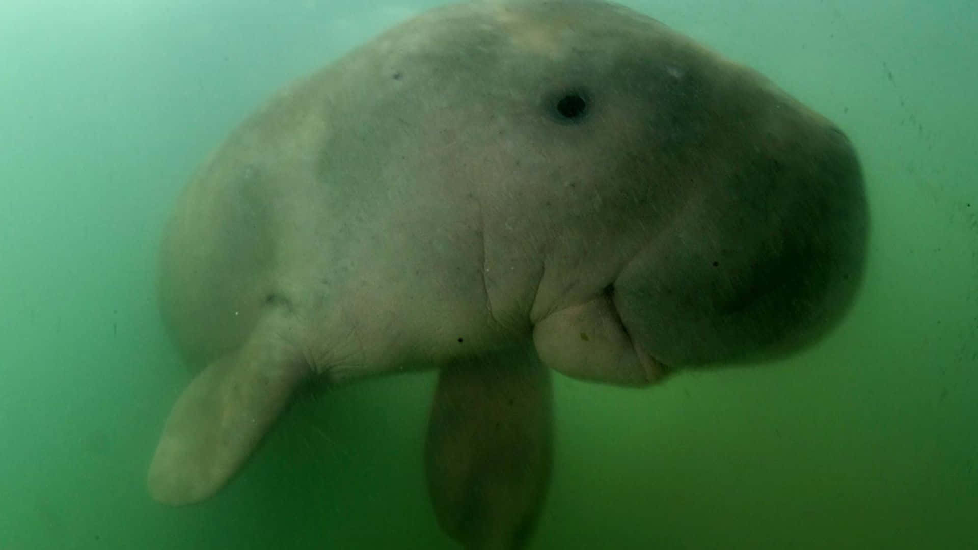 Majestic Dugong Swimming In Crystal Clear Water Wallpaper