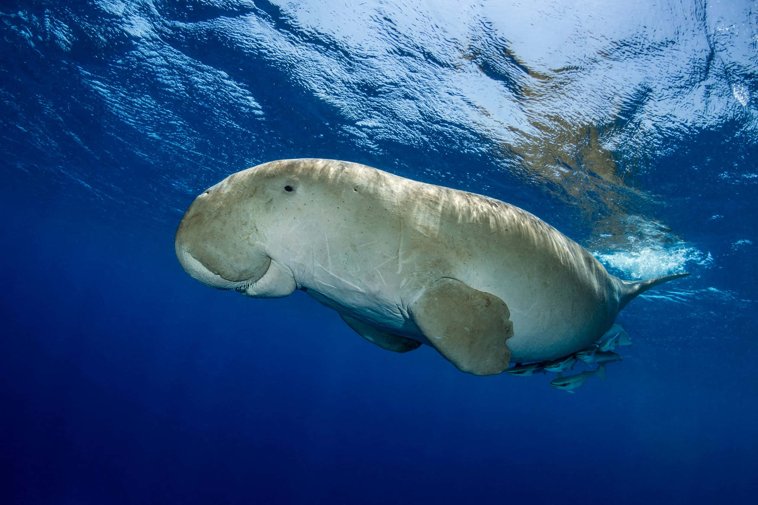 Majestic Dugongs Swim Under The Sea Wallpaper