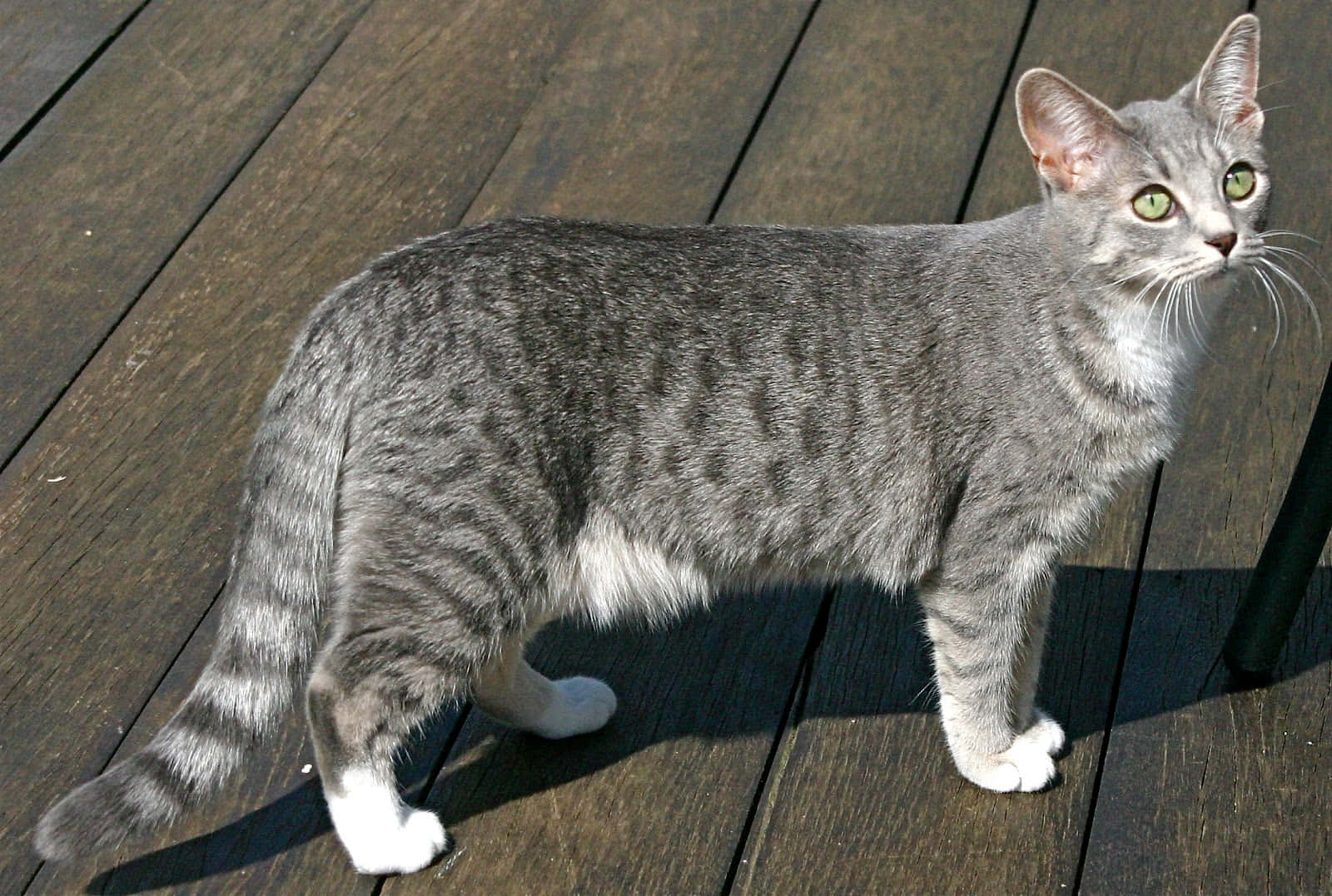 Majestic Egyptian Mau Cat Wallpaper