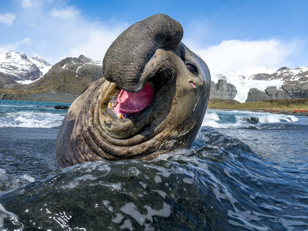 Majestic Elephant Seal Bellowing Wallpaper