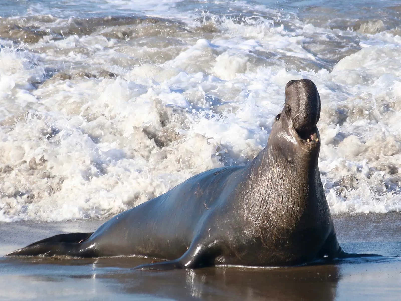 Majestic Elephant Seal On Beach Wallpaper