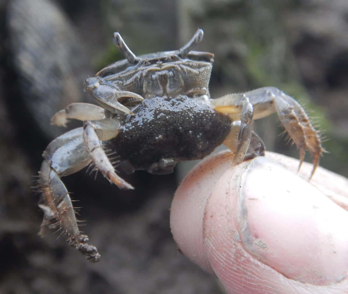 Majestic Fiddler Crab On Sand Wallpaper