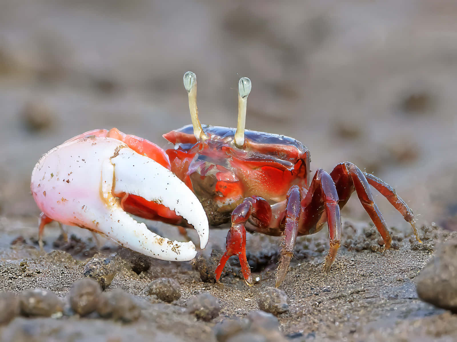 Majestic Fiddler Crab On The Shore Wallpaper