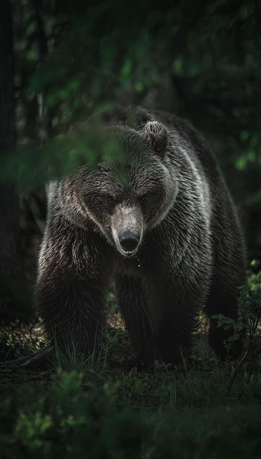 Majestic_ Forest_ Bear Wallpaper