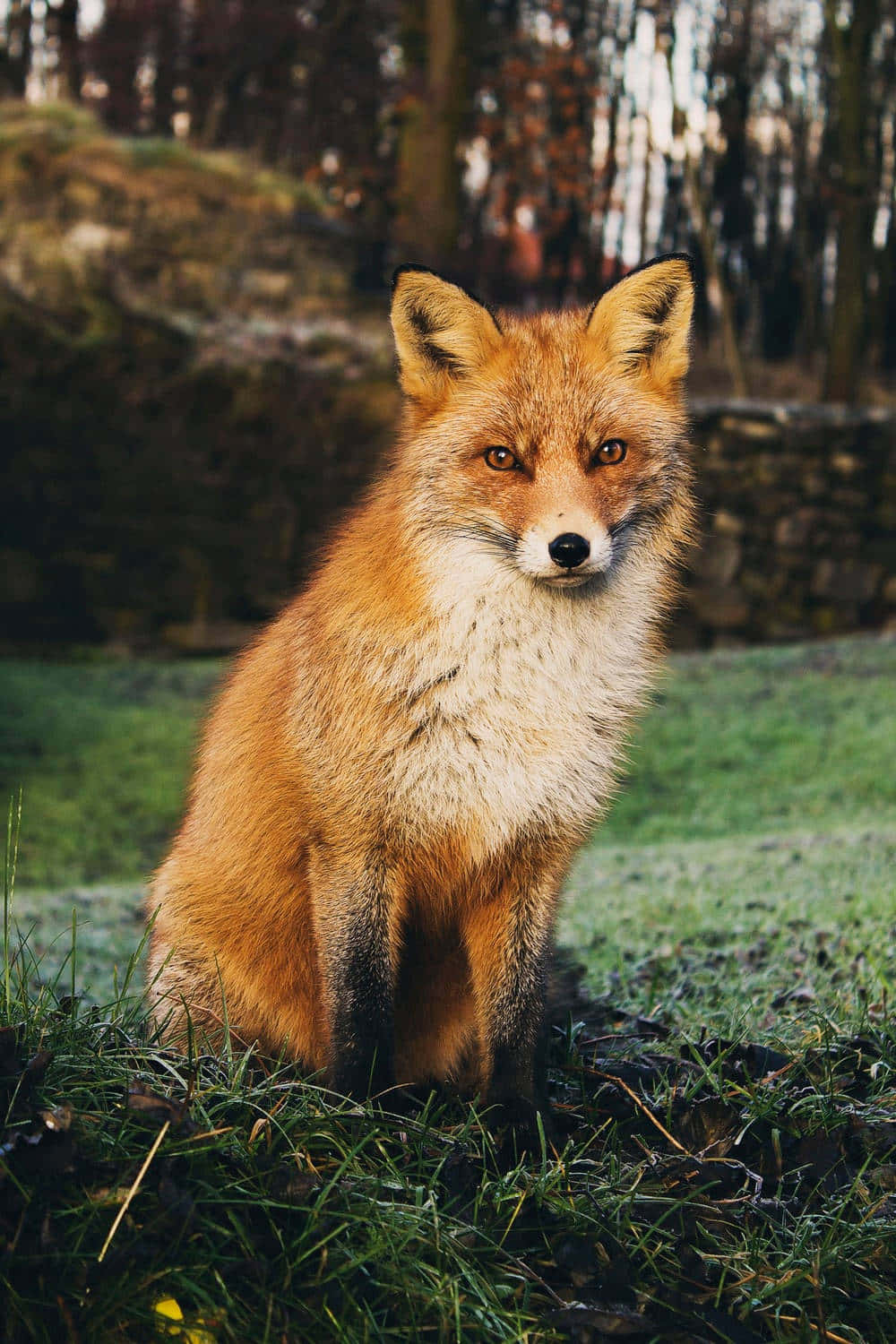 Majestic Foxin Nature.jpg Wallpaper