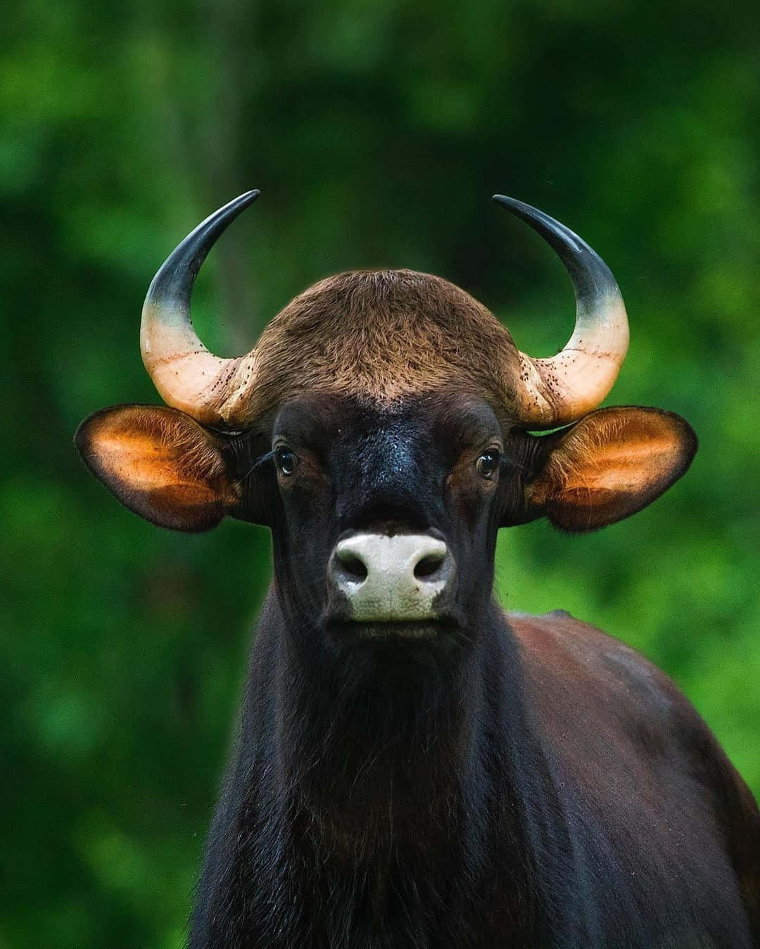 Majestic Gaur Portrait Wallpaper