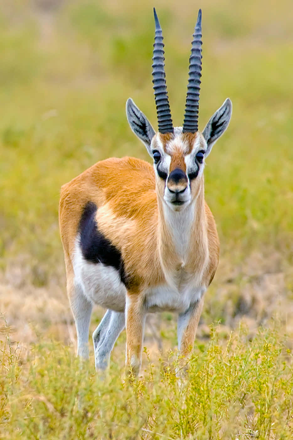 Majestic Gazelle In Natural Habitat Wallpaper