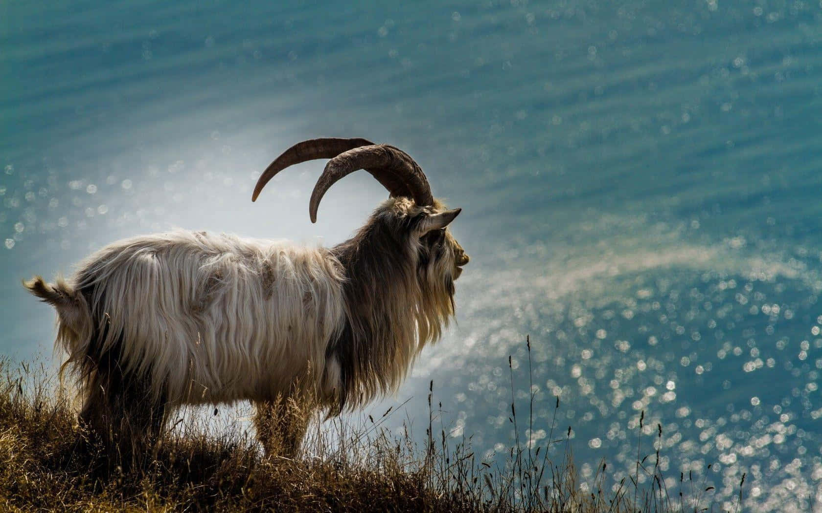 Majestic Goat Overlooking Water Wallpaper