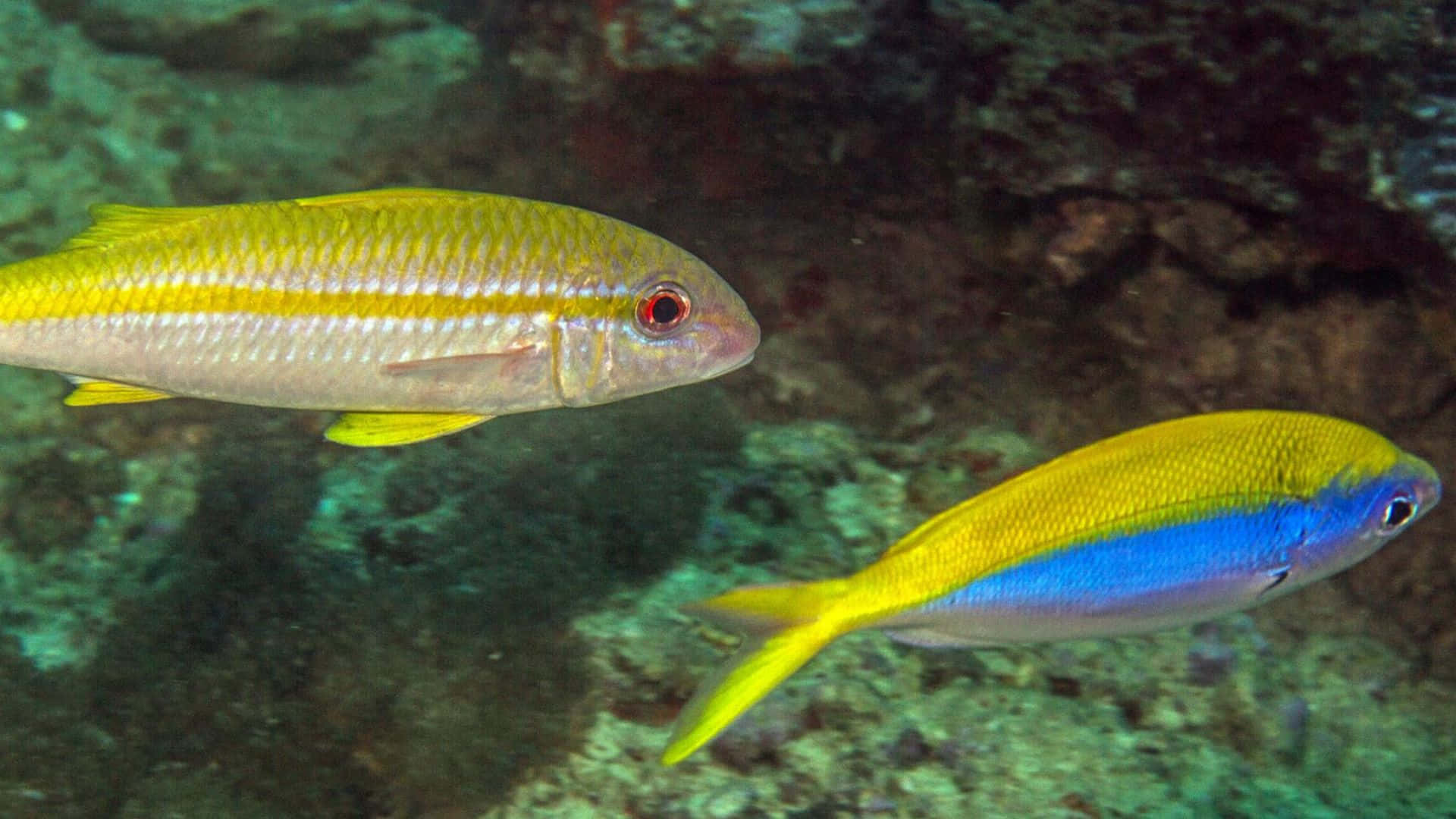 Majestic Goatfish Swimming In Deep Ocean Wallpaper