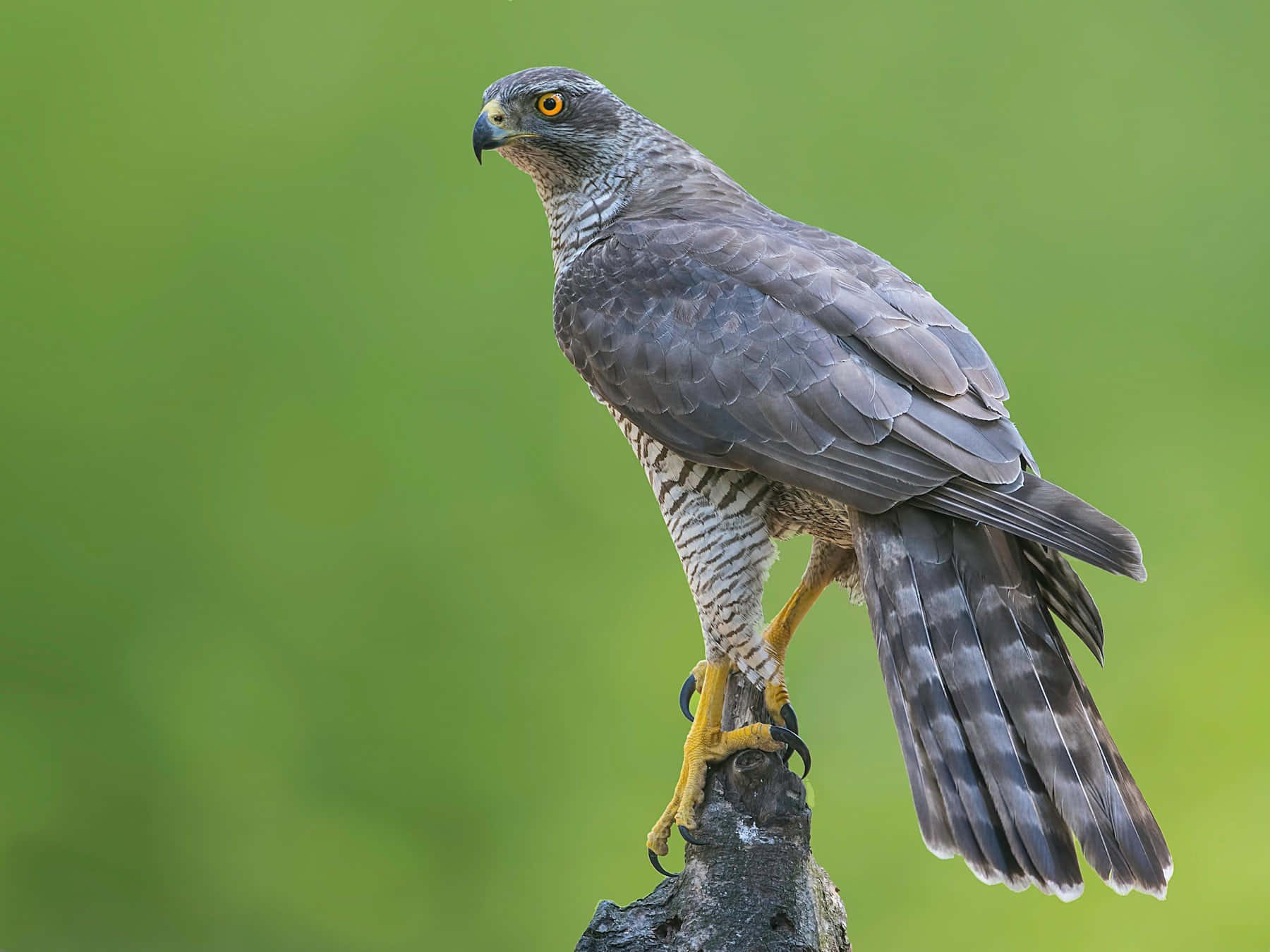 Majestic Goshawk Perched Wallpaper