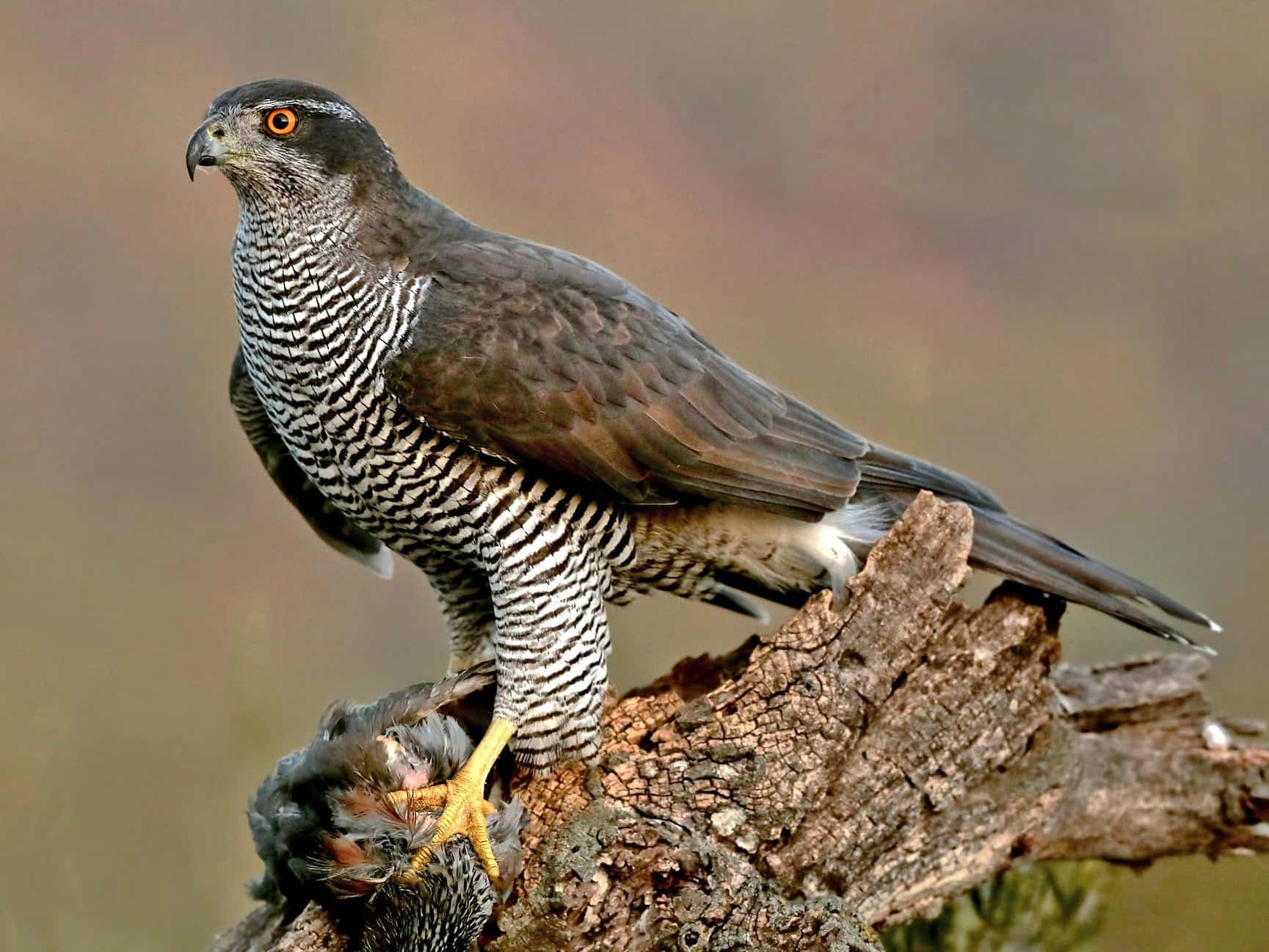 Majestic Goshawkwith Prey Wallpaper