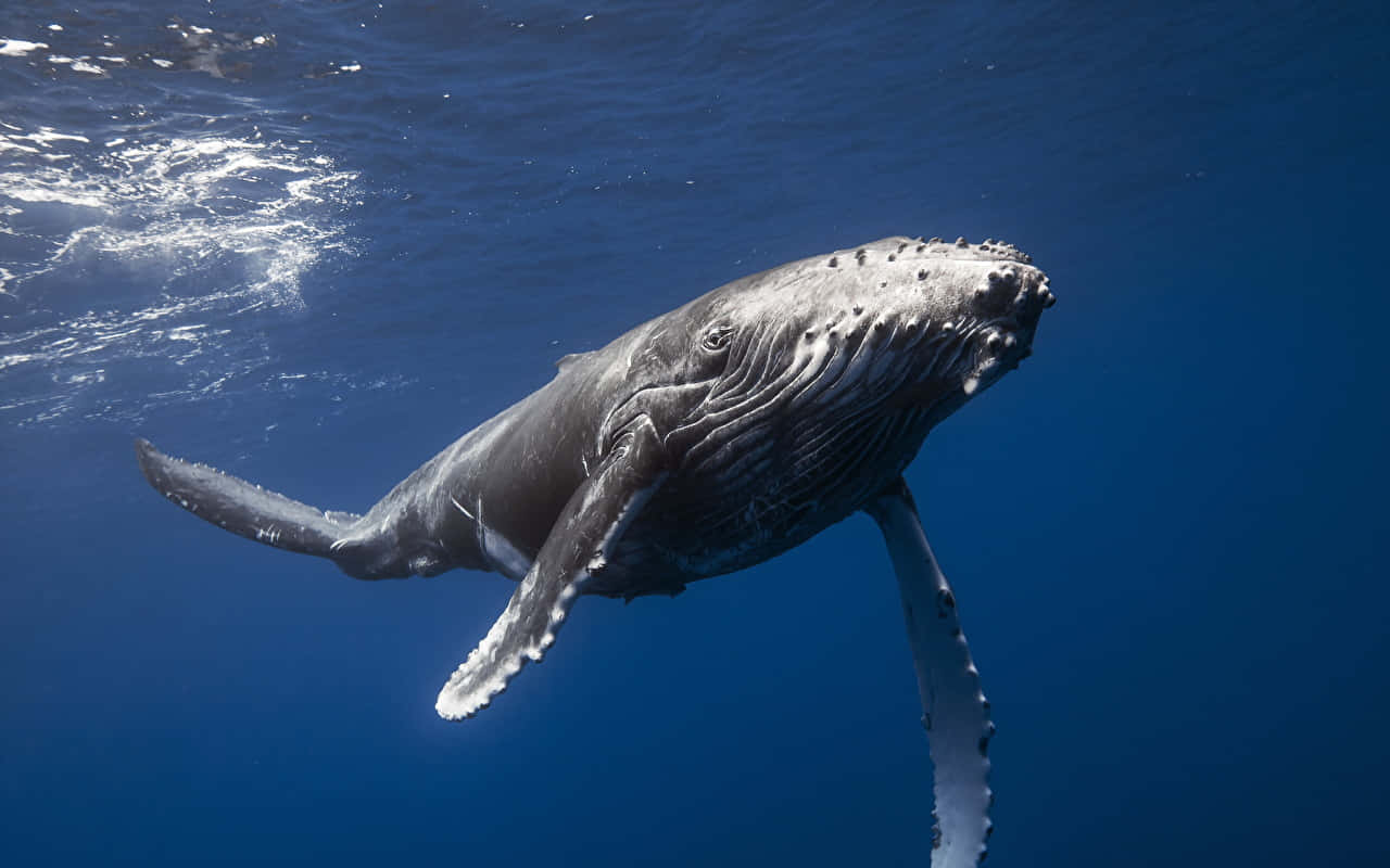 Majestic Gray Whale Emerging Wallpaper