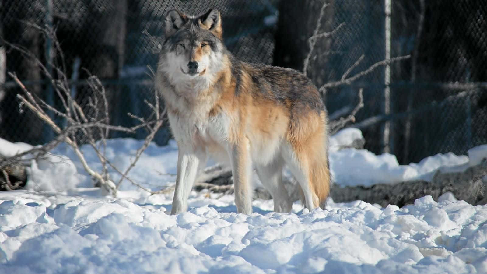 Majestic Gray Wolf In Its Natural Habitat Wallpaper