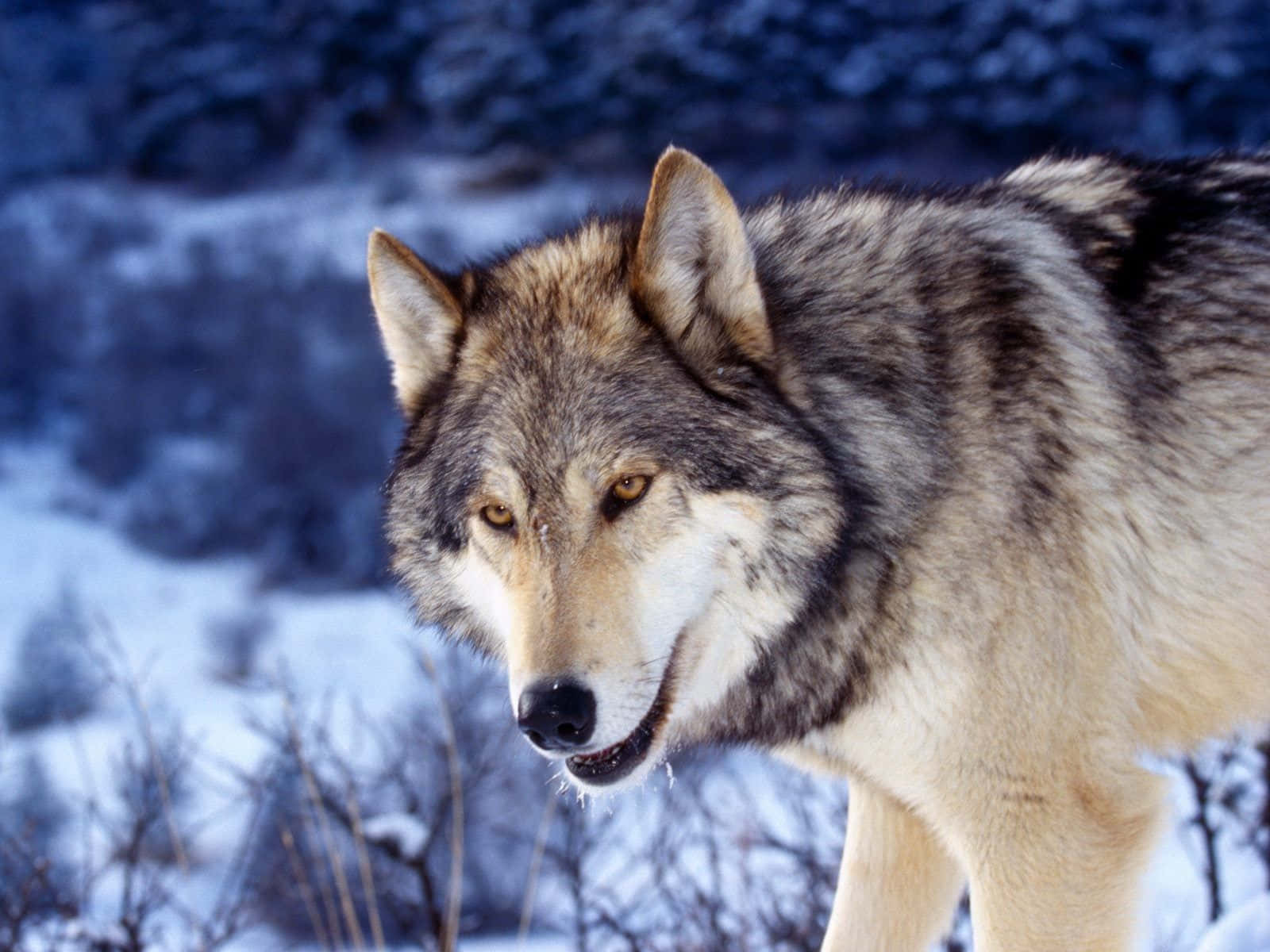 Majestic Gray Wolf In Its Natural Habitat Wallpaper