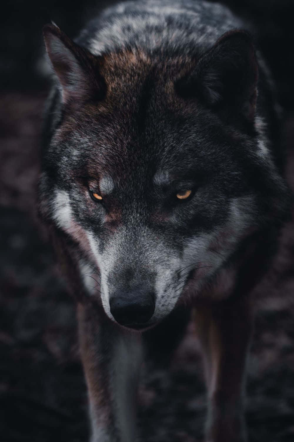 Majestic Gray Wolf In The Wild Wallpaper