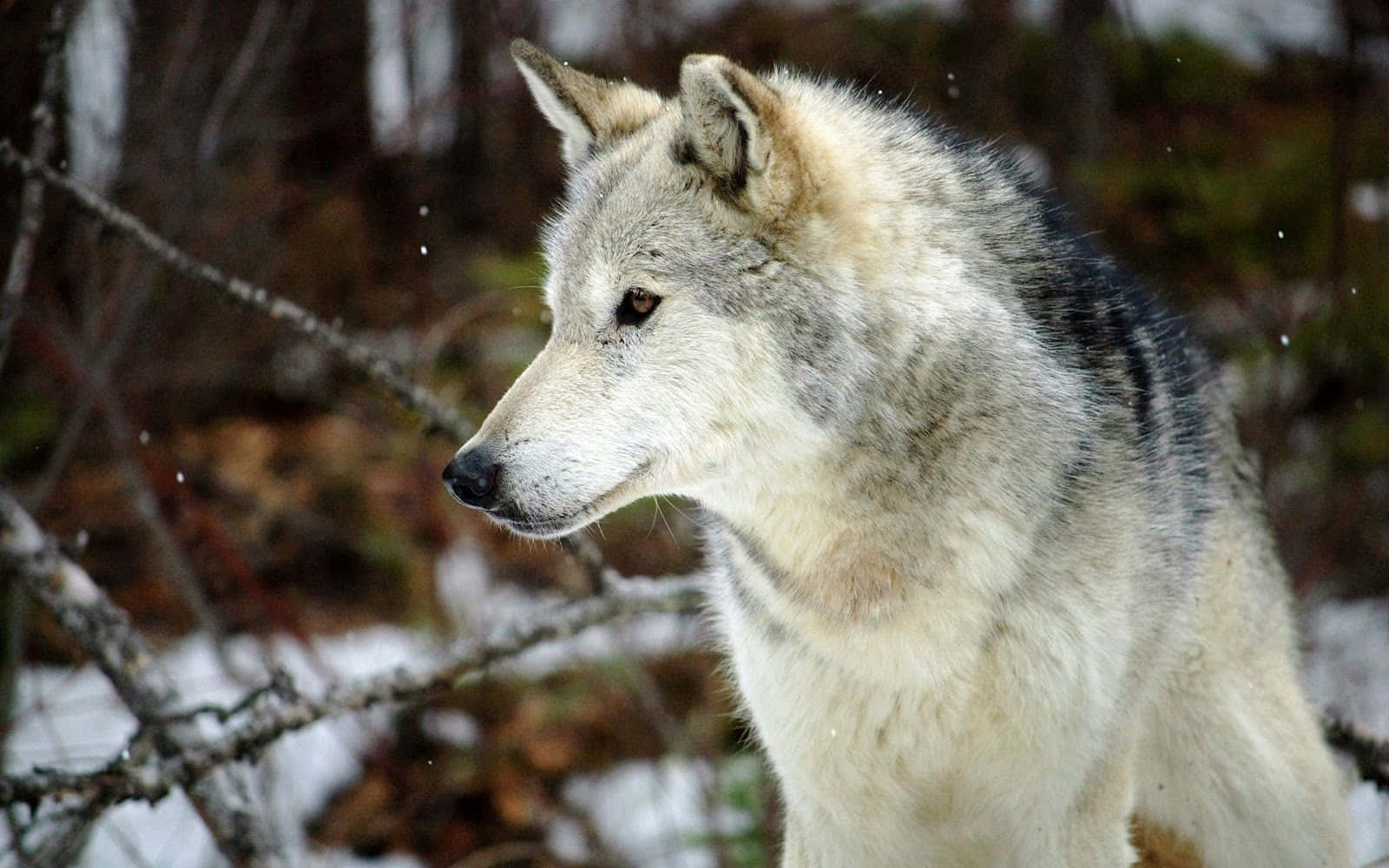 Majestic Gray Wolf In The Wild Wallpaper