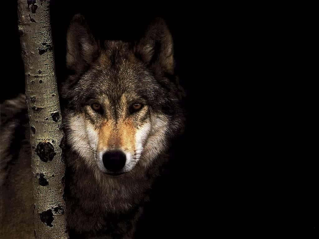 Majestic Gray Wolf In The Wild Wallpaper