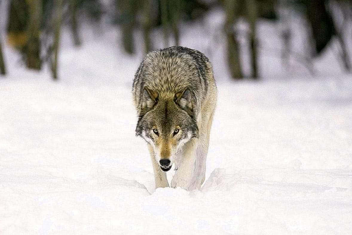 Majestic Gray Wolf In The Wilderness Wallpaper