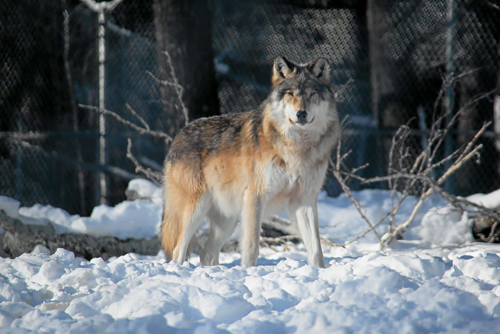 Majestic Gray Wolf In The Wilderness Wallpaper