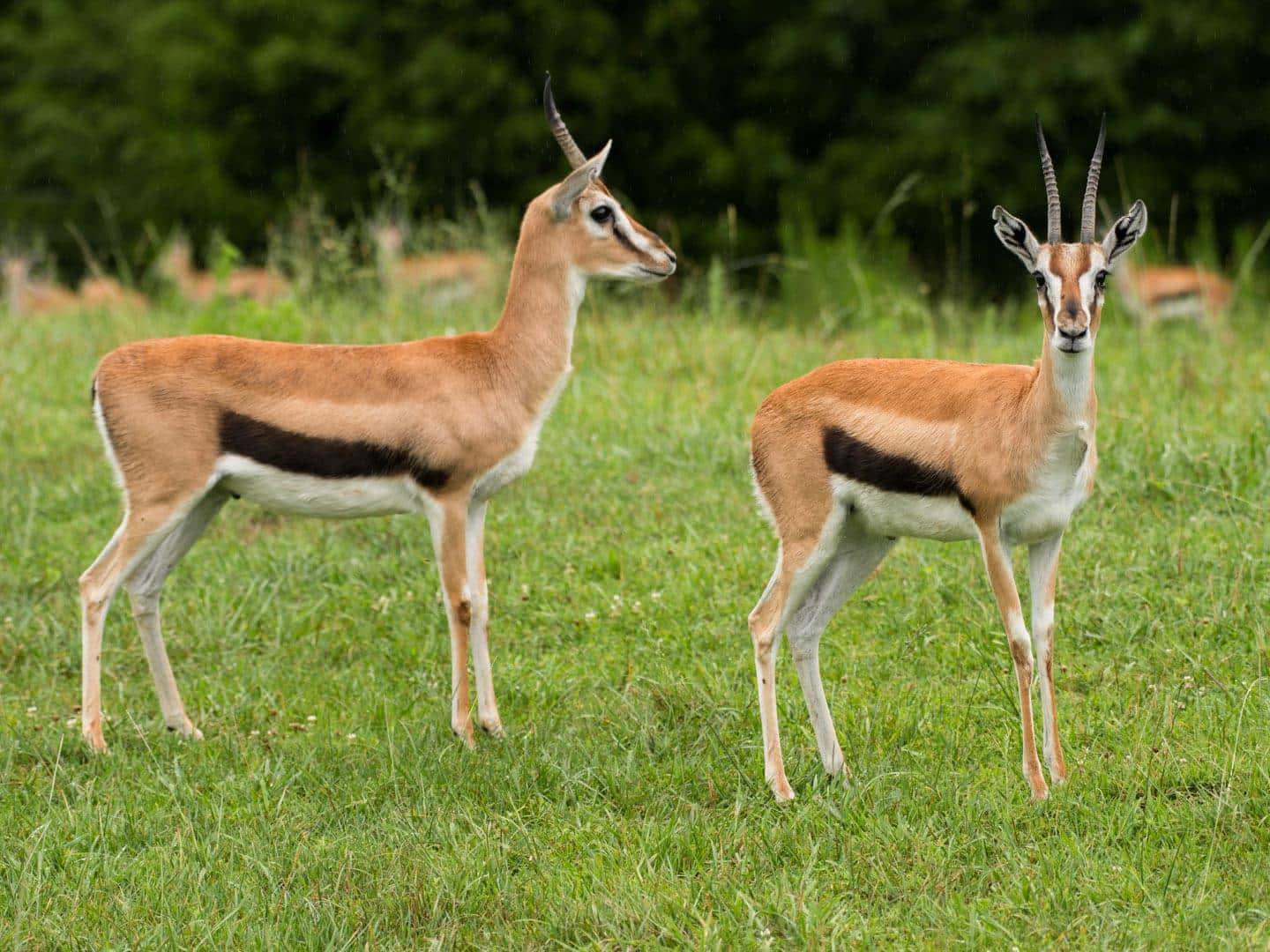 Majestic Grazing Gazelle Wallpaper