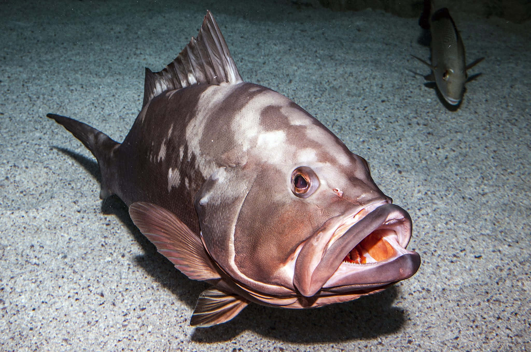 Majestic Grouper In Natural Habitat Wallpaper