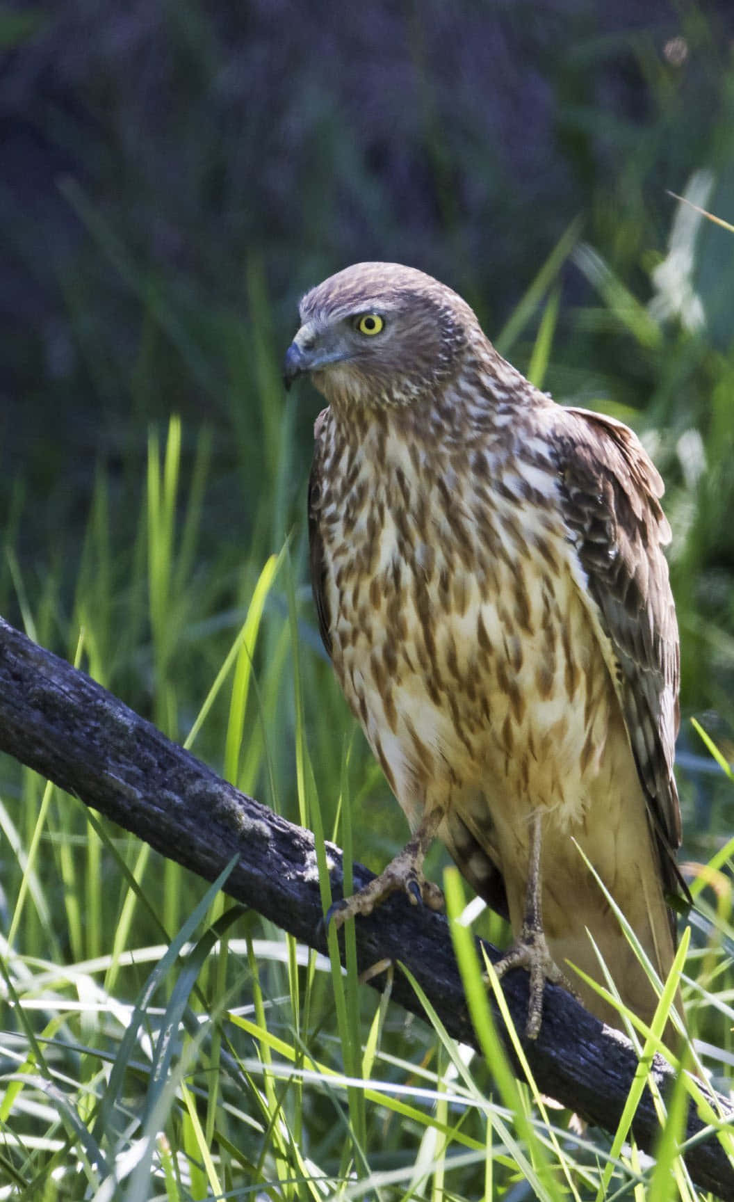 Majestic Harrier Bird Perched Wallpaper