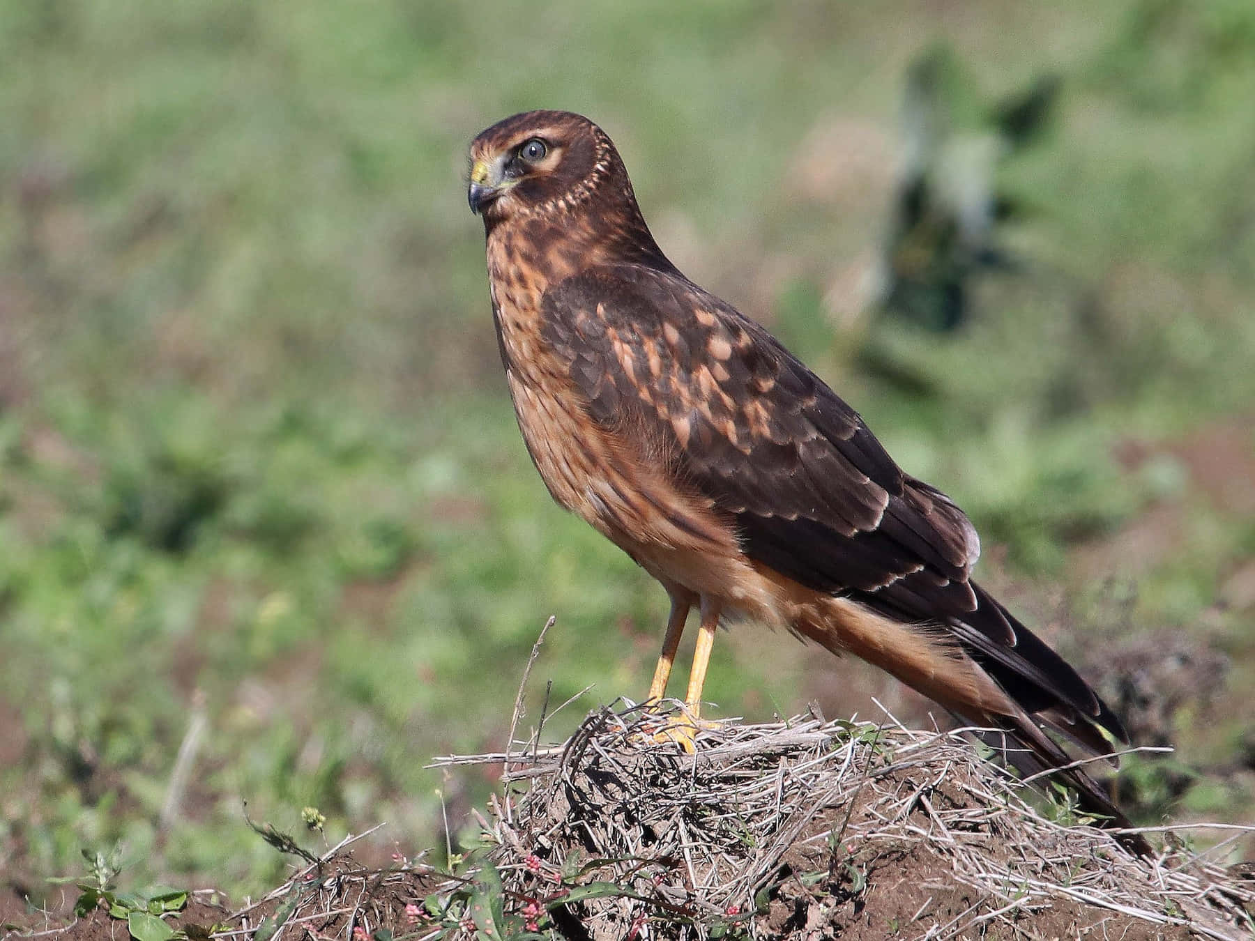 Majestic Harrier Bird Perched Wallpaper