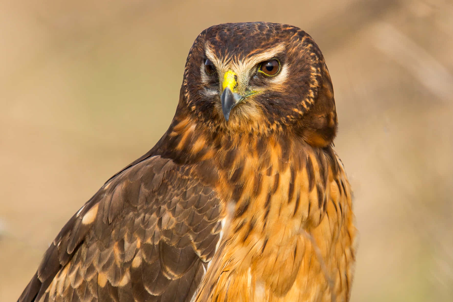 Majestic Harrier Bird Portrait Wallpaper