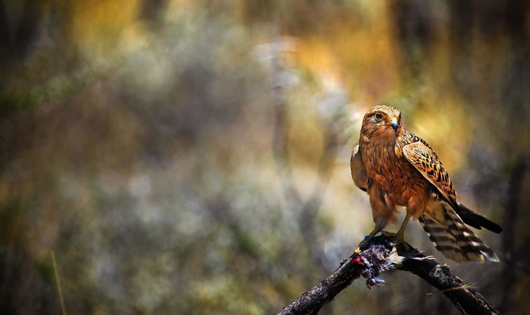 Majestic Harrier Perchedin Wilderness.jpg Wallpaper