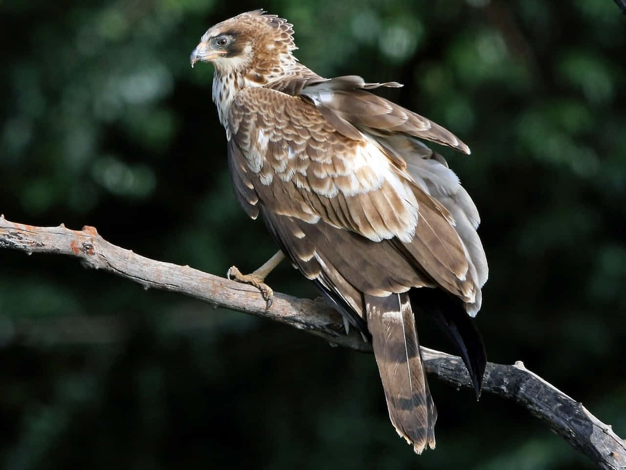 Majestic Harrier Perchedon Branch Wallpaper