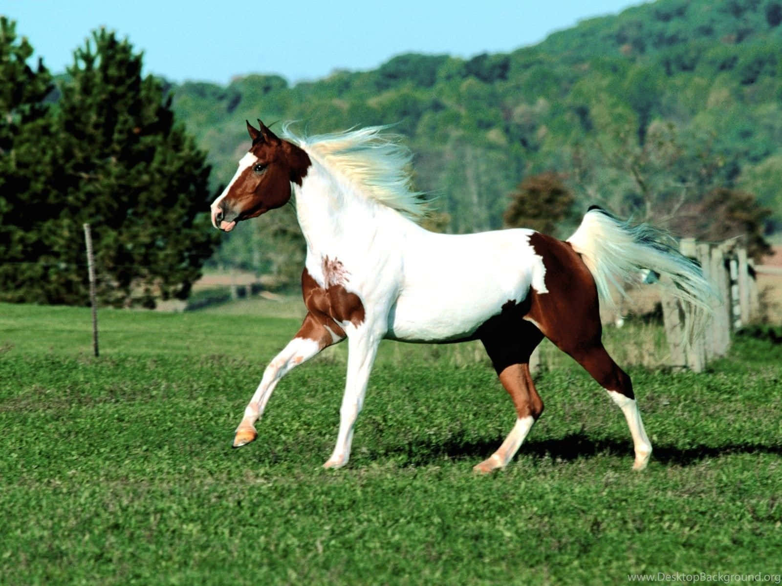 Majestic Horse In Nature Wallpaper