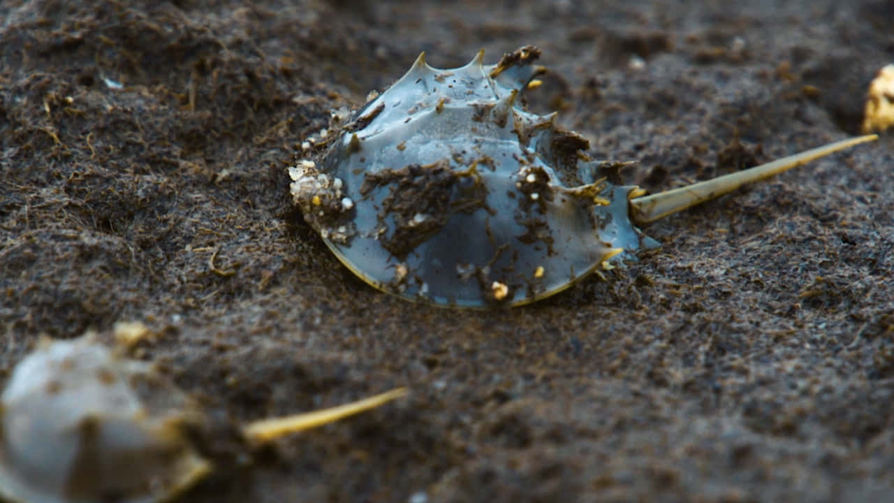 Majestic Horseshoe Crab In Its Natural Habitat Wallpaper