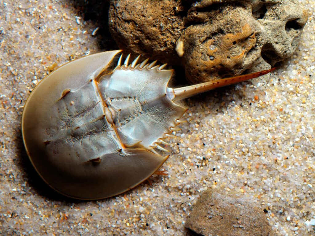 Majestic Horseshoe Crab On The Beach Wallpaper