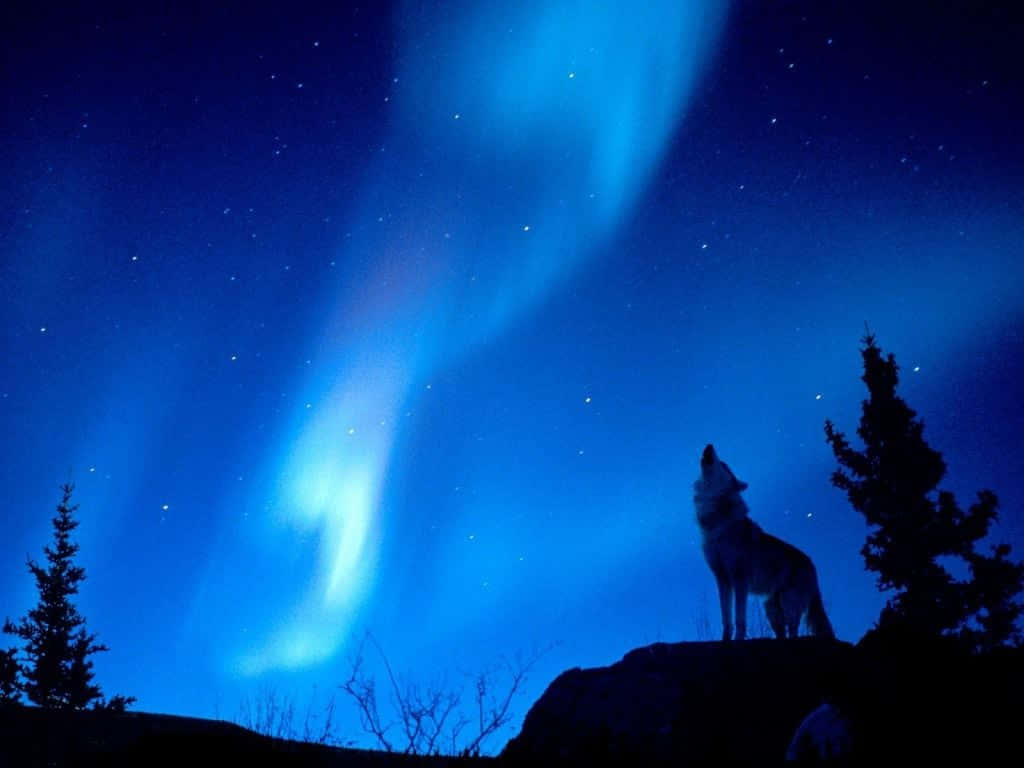 Majestic Howling Wolf Under The Full Moon Wallpaper