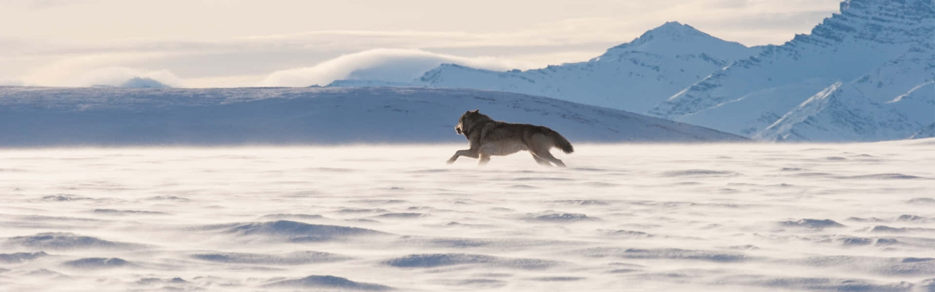 Majestic Hunting Wolves In The Dense Forest Wallpaper