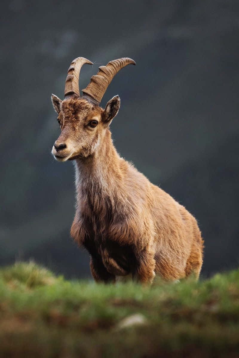 Majestic Ibex Portrait Wallpaper